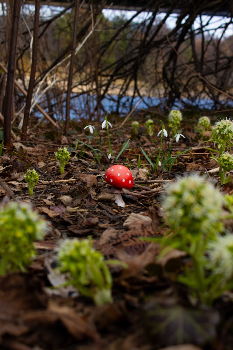 Fairy circle with fairy house